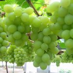Khái niệm cơ bản về rượu vang trắng và rượu vang đỏ nho xanh